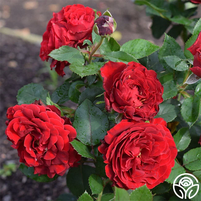 Dancing In The Dark™ 7 Dancing In The Dark™ - Image 5