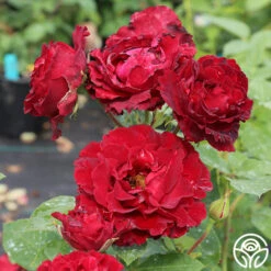 Dancing In The Dark™ 20 Dancing In The Dark™ -Heirloom Roses dancing in the dark 3 5