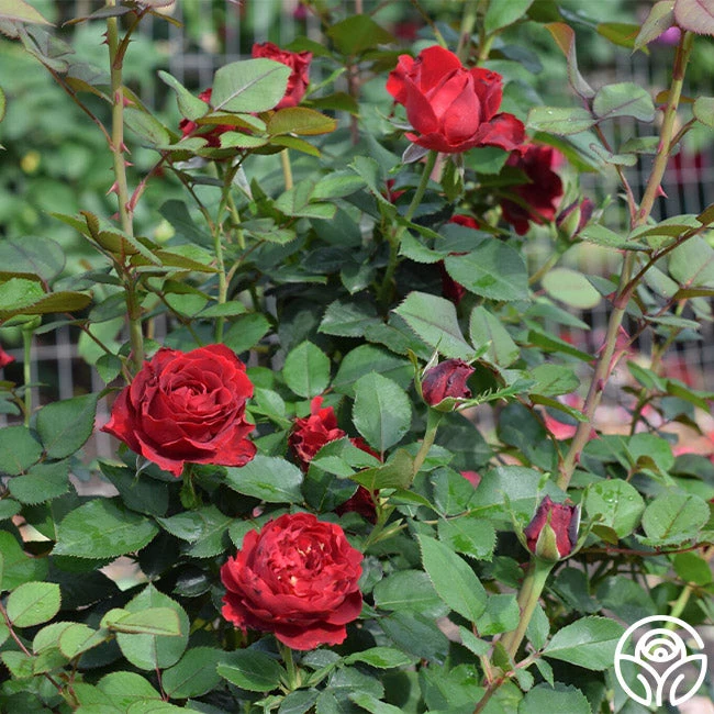 Dancing In The Dark™ 13 Dancing In The Dark™ - Image 11