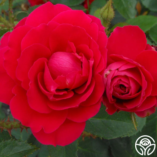 Danny Boy™ 4 Danny Boy™ - Image 2