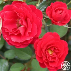 Danny Boy™ 8 Danny Boy™ -Heirloom Roses danny boy 3 1