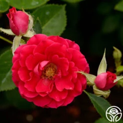 Danny Boy™ 9 Danny Boy™ -Heirloom Roses danny boy 4