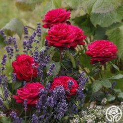 Parfuma® Dark Desire™ -Heirloom Roses dark desire 3 1