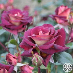 Dark Night™ -Heirloom Roses dark night 2 1 2