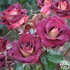 Dark Night™ -Heirloom Roses dark night 3