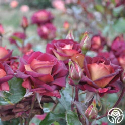 Dark Night™ -Heirloom Roses dark night 4