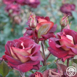 Dark Night™ -Heirloom Roses dark night 6