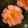 Dawn Chorus -Heirloom Roses dawn chorus 1