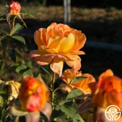 Dawn Chorus 11 Dawn Chorus -Heirloom Roses dawn chorus 11