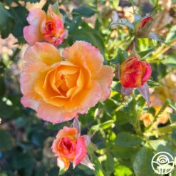 Dawn Chorus 13 Dawn Chorus -Heirloom Roses dawn chorus 12