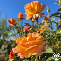 Dawn Chorus 12 Dawn Chorus -Heirloom Roses dawn chorus 13