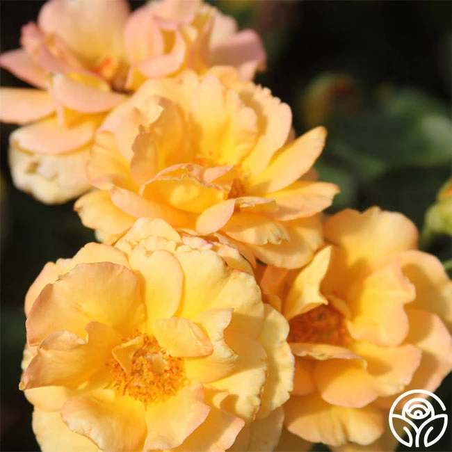 Dawn Chorus 4 Dawn Chorus - Image 2