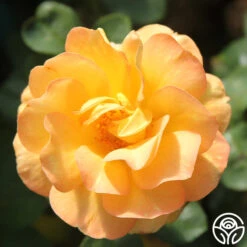 Dawn Chorus 10 Dawn Chorus -Heirloom Roses dawn chorus 3 1