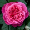 Dee-Lish® 1 Dee-Lish® -Heirloom Roses deelish 2