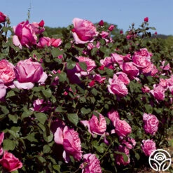 Dee-Lish® -Heirloom Roses deelish 3