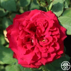 Deep Secret -Heirloom Roses deep secret 16