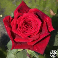 Deep Secret -Heirloom Roses deep secret 18