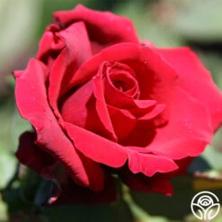 Deep Secret -Heirloom Roses deep secret 3 1