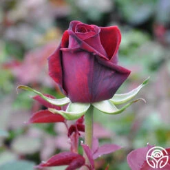 Deep Secret -Heirloom Roses deep secret 4 1