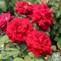 Deep Secret -Heirloom Roses deep secret 6 1