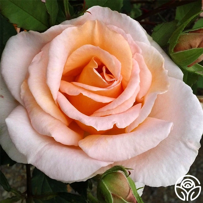 Desirée™ 5 Desirée™ - Image 3