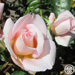 Desirée™ 15 Desirée™ -Heirloom Roses desiree 2 2