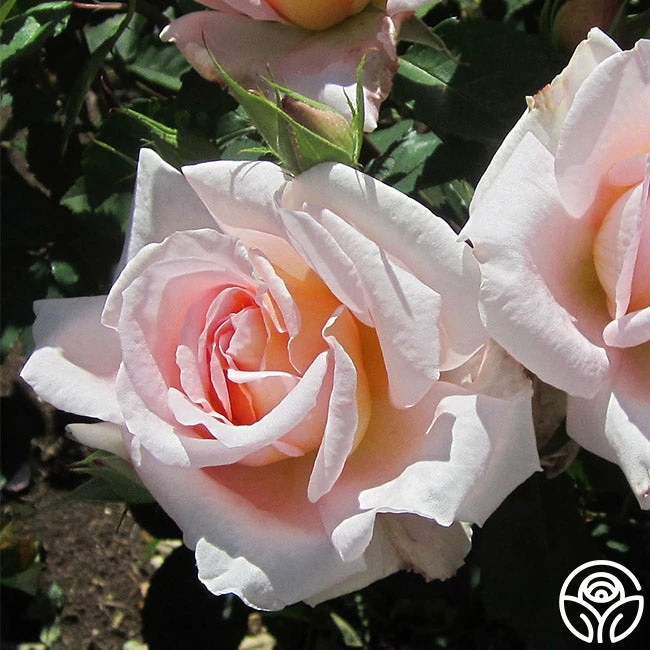 Desirée™ 10 Desirée™ - Image 8