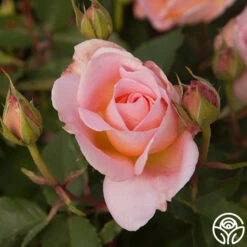 Desirée™ 14 Desirée™ -Heirloom Roses desiree 7