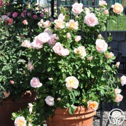 Desirée™ 13 Desirée™ -Heirloom Roses desiree 8