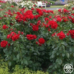Sunbelt® Desmond Tutu -Heirloom Roses desmond tutu 2 1