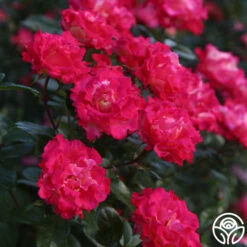 Dick Clark 14 Dick Clark -Heirloom Roses dick clark 11