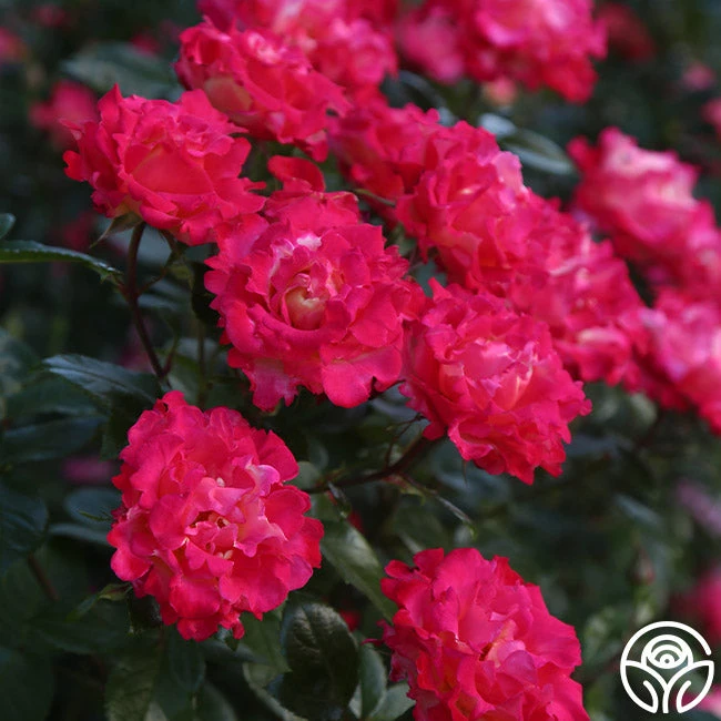 Dick Clark 8 Dick Clark - Image 6