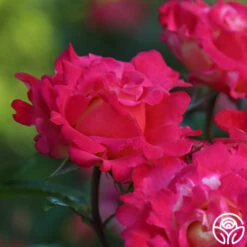 Dick Clark 15 Dick Clark -Heirloom Roses dick clark 19