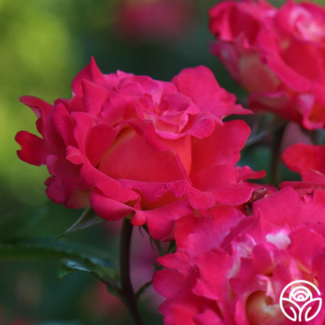 Dick Clark 9 Dick Clark - Image 7