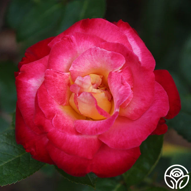 Dick Clark 7 Dick Clark - Image 5