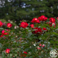 Dick Clark 11 Dick Clark -Heirloom Roses dick clark 7