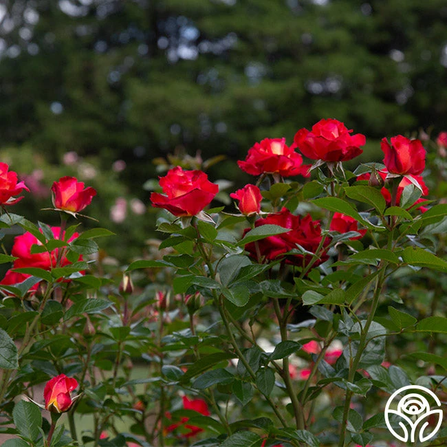 Dick Clark 5 Dick Clark - Image 3