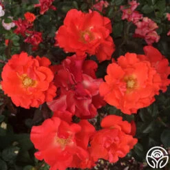 Disco Dancer® -Heirloom Roses disco dancer 2 8