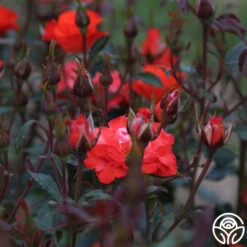 Disco Dancer® -Heirloom Roses disco dancer 5