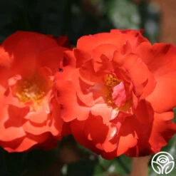 Disco Dancer® -Heirloom Roses disco dancer 6