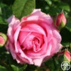 Discovery™ -Heirloom Roses discovery 1 8