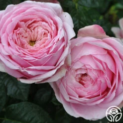 Discovery™ -Heirloom Roses discovery 3 1