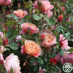 Distant Thunder™ -Heirloom Roses distant thunder 1 6