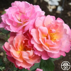 Distant Thunder™ -Heirloom Roses distant thunder 2 6