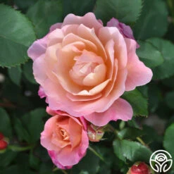 Distant Thunder™ -Heirloom Roses distant thunder 3 1 1