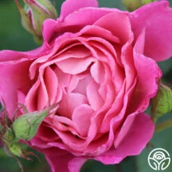 Distant Thunder™ -Heirloom Roses distant thunder 4 4