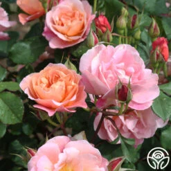 Distant Thunder™ -Heirloom Roses distant thunder 5 3