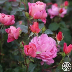 Distant Thunder™ -Heirloom Roses distant thunder 6 2