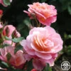 Distant Thunder™ 1 Distant Thunder™ -Heirloom Roses distant thunder 8