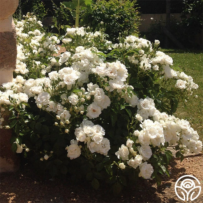 Dominique Loiseau ® 3 Dominique Loiseau ®